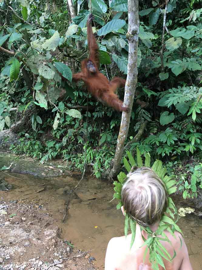 Sumatra orang utan