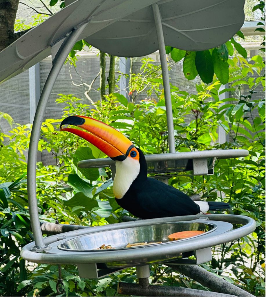 Bird Paradise - Toco toucan